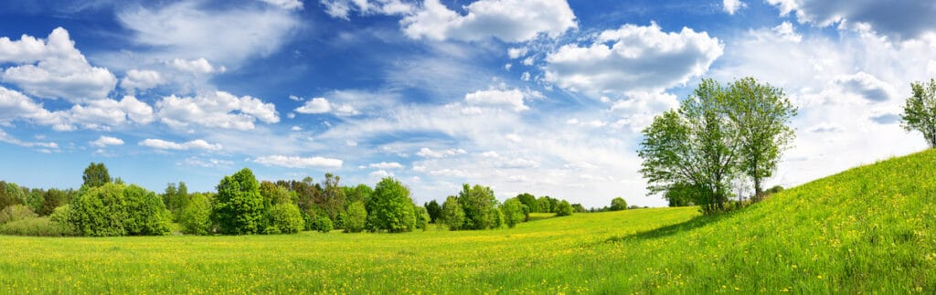 Field with yellow dandelions and blue sky