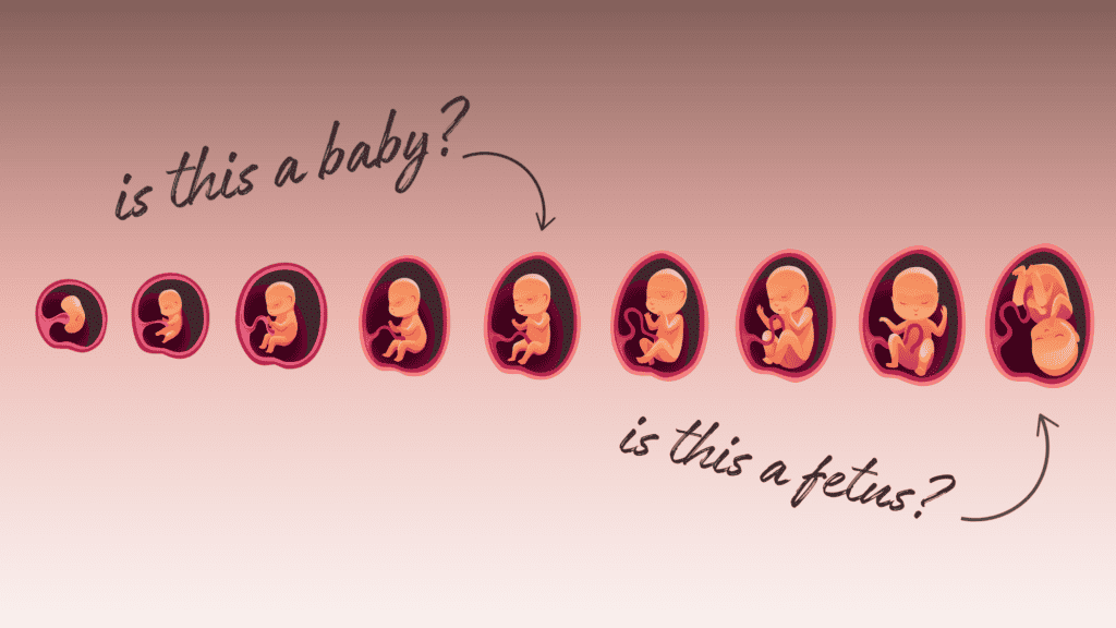 As what point does a fetus become a baby?