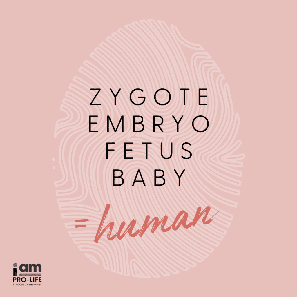 Zygote, embryos, fetus and baby are all terms for preborn humans