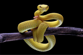 A vivid yellow Eyelash Viper coiled tightly around a dark tree branch, its alert posture and piercing gaze symbolizing vigilance and danger—evoking themes of spiritual warfare against unseen threats.